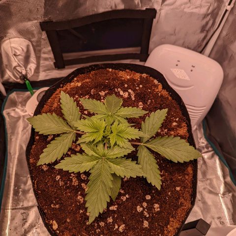Fast Buds Zkittlez growlog timeline photo