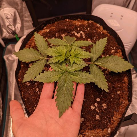 Fast Buds Zkittlez growlog timeline photo