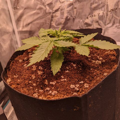 Fast Buds Zkittlez growlog timeline photo