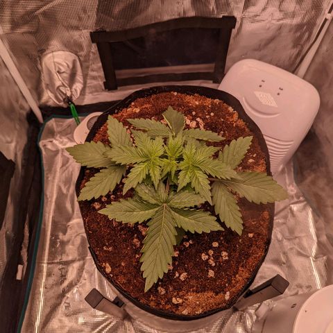 Fast Buds Zkittlez growlog timeline photo