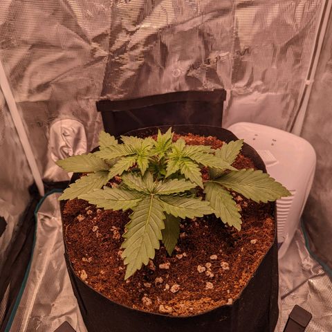 Fast Buds Zkittlez growlog timeline photo