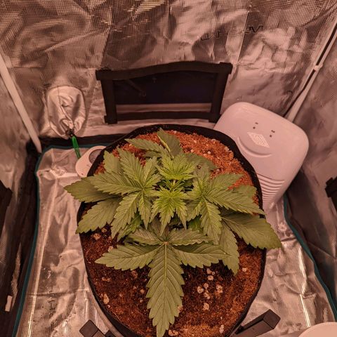 Fast Buds Zkittlez growlog timeline photo