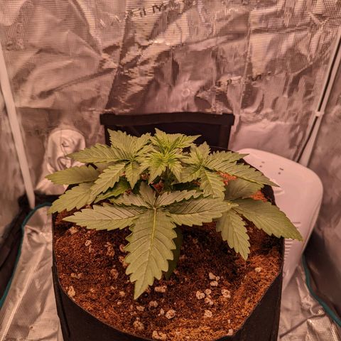 Fast Buds Zkittlez growlog timeline photo