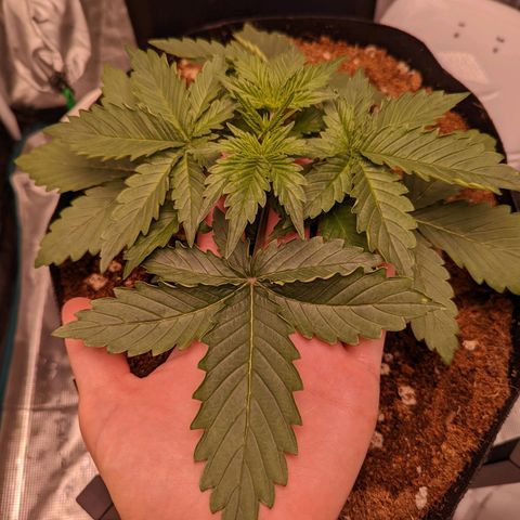 Fast Buds Zkittlez growlog timeline photo
