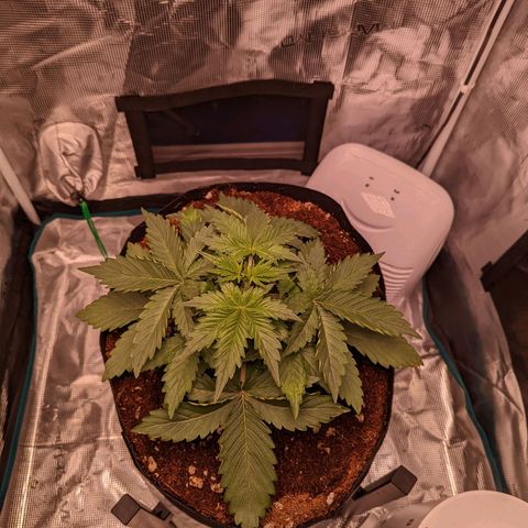Fast Buds Zkittlez growlog timeline photo