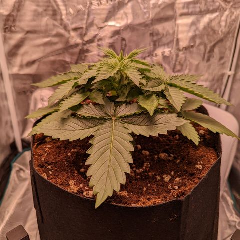 Fast Buds Zkittlez growlog timeline photo