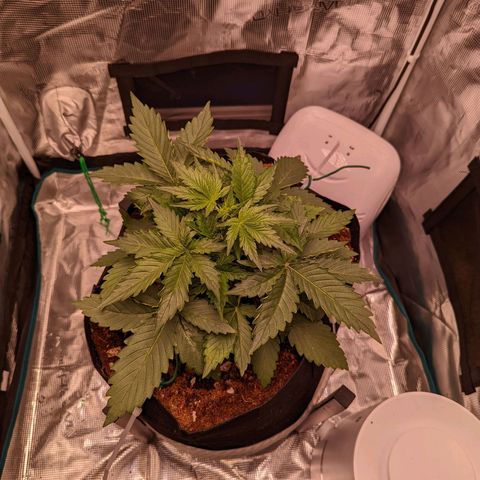 Fast Buds Zkittlez growlog timeline photo