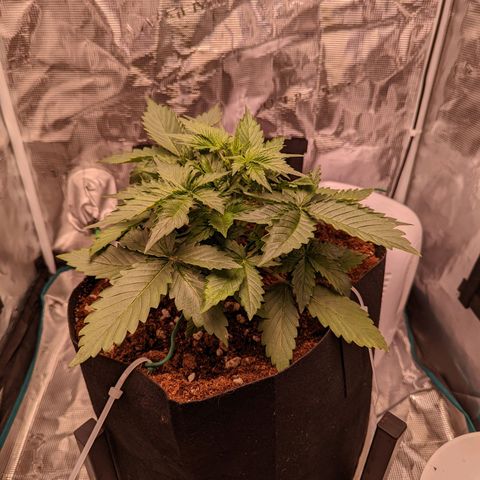 Fast Buds Zkittlez growlog timeline photo
