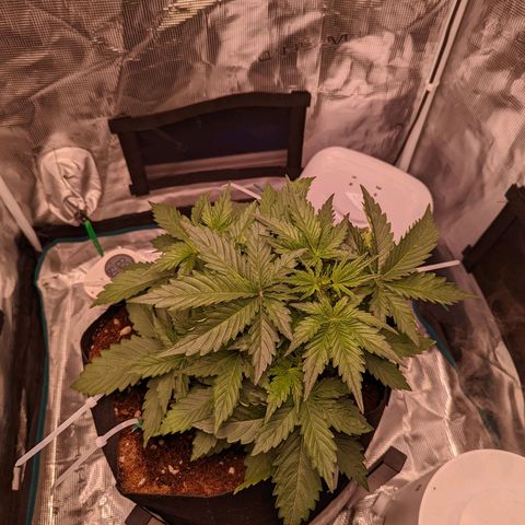 Fast Buds Zkittlez growlog timeline photo
