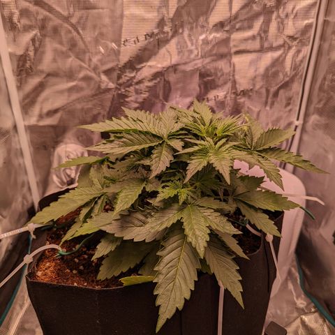 Fast Buds Zkittlez growlog timeline photo