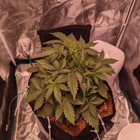 Fast Buds Zkittlez growlog timeline photo