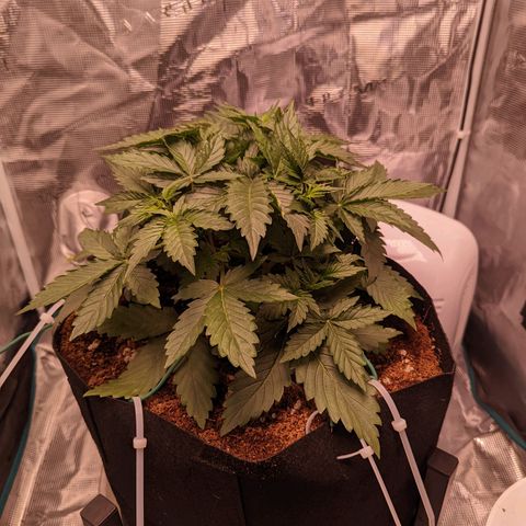 Fast Buds Zkittlez growlog timeline photo