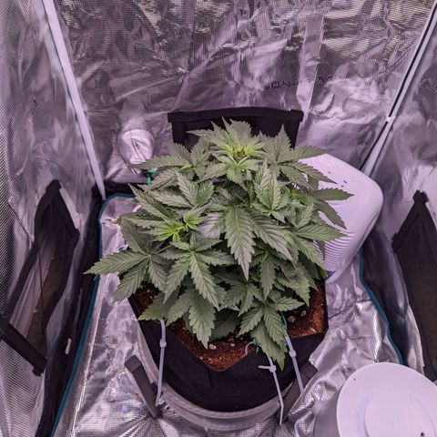 Fast Buds Zkittlez growlog timeline photo