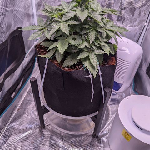 Fast Buds Zkittlez growlog timeline photo