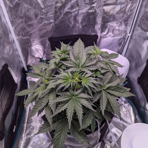 Fast Buds Zkittlez growlog timeline photo
