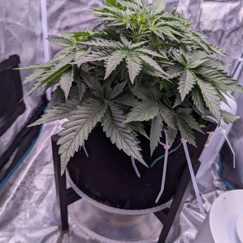 Fast Buds Zkittlez growlog timeline photo