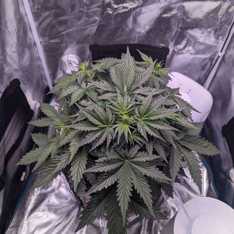 Fast Buds Zkittlez growlog timeline photo
