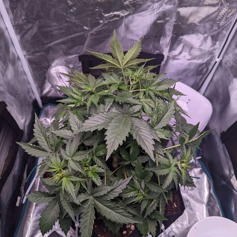 Fast Buds Zkittlez growlog timeline photo