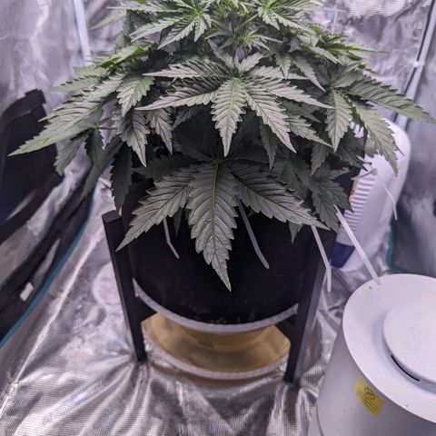 Fast Buds Zkittlez growlog timeline photo