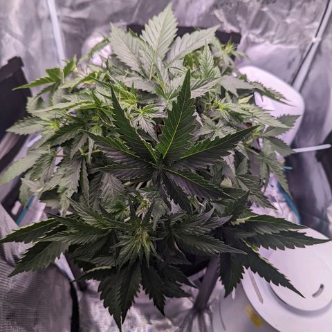 Fast Buds Zkittlez growlog timeline photo