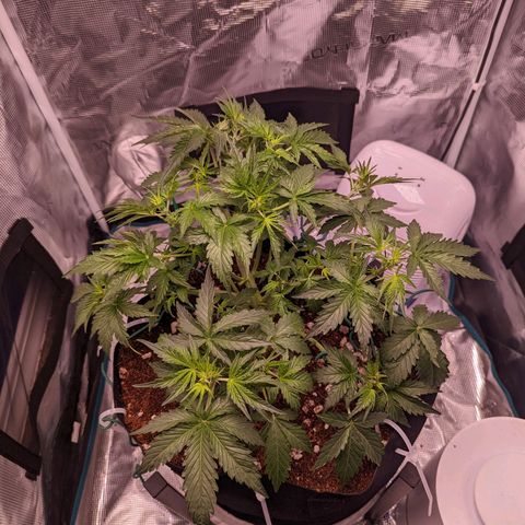 Fast Buds Zkittlez growlog timeline photo