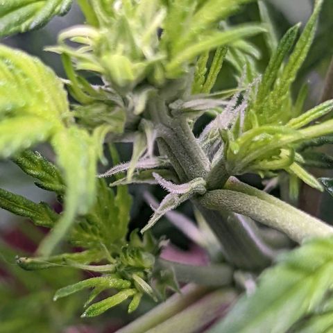 Fast Buds Zkittlez growlog timeline photo