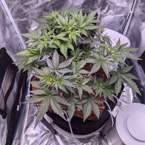 Fast Buds Zkittlez growlog timeline photo