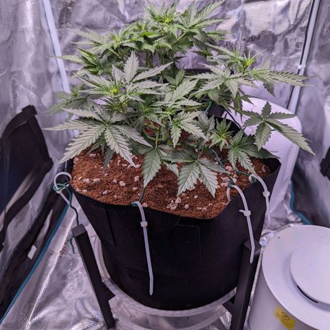 Fast Buds Zkittlez growlog timeline photo