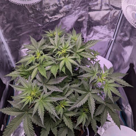 Fast Buds Zkittlez growlog timeline photo
