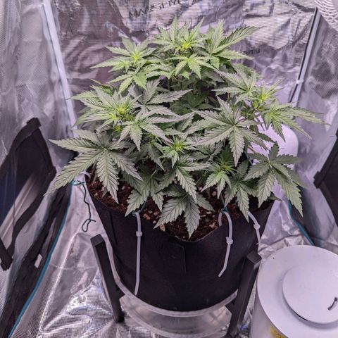 Fast Buds Zkittlez growlog timeline photo