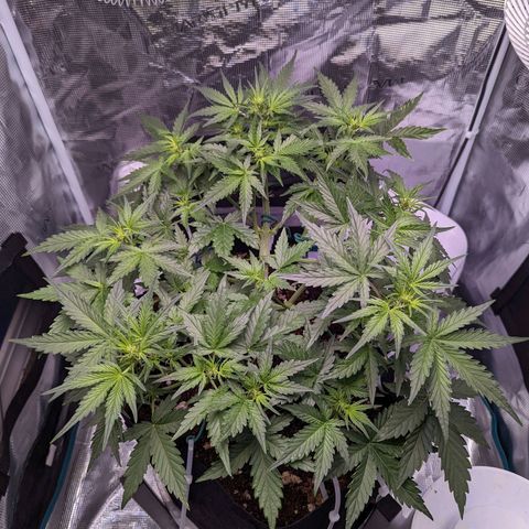 Fast Buds Zkittlez growlog timeline photo