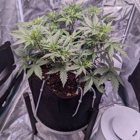 Fast Buds Zkittlez growlog timeline photo