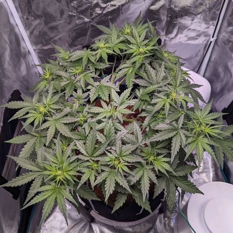 Fast Buds Zkittlez growlog timeline photo