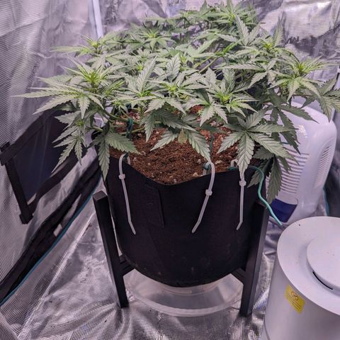 Fast Buds Zkittlez growlog timeline photo