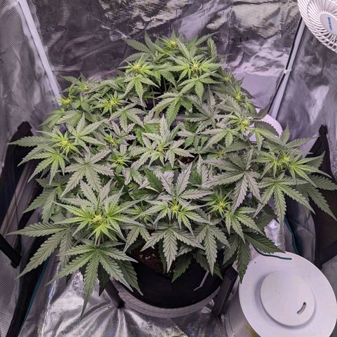 Fast Buds Zkittlez growlog timeline photo