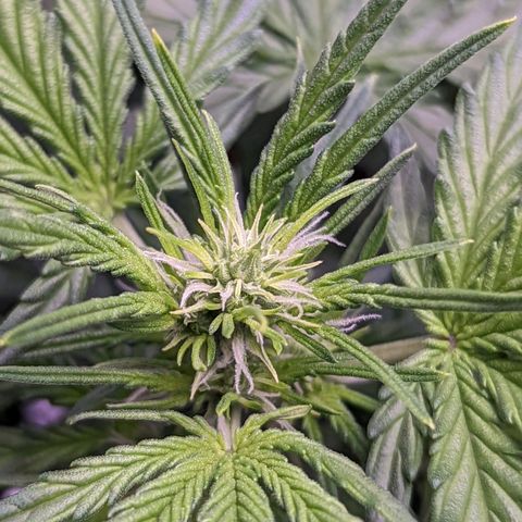Fast Buds Zkittlez growlog timeline photo