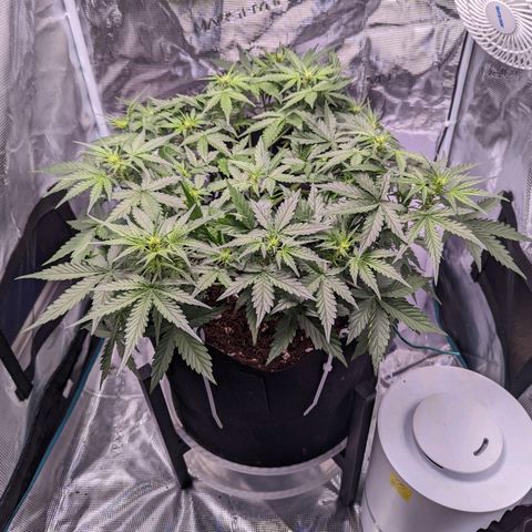 Fast Buds Zkittlez growlog timeline photo