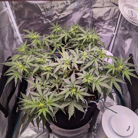 Fast Buds Zkittlez growlog timeline photo