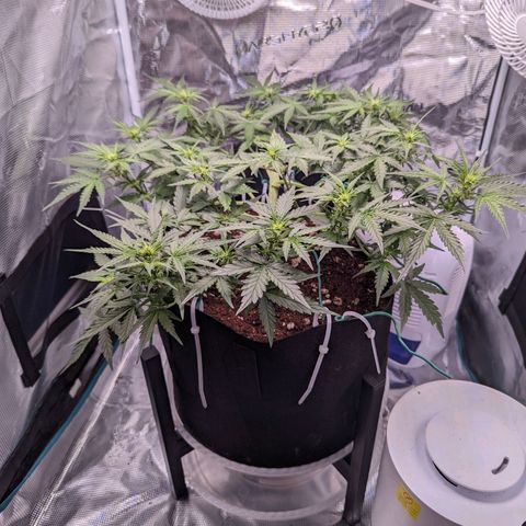 Fast Buds Zkittlez growlog timeline photo