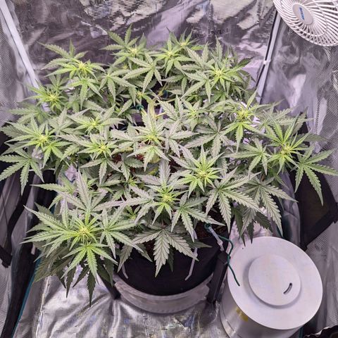 Fast Buds Zkittlez growlog timeline photo