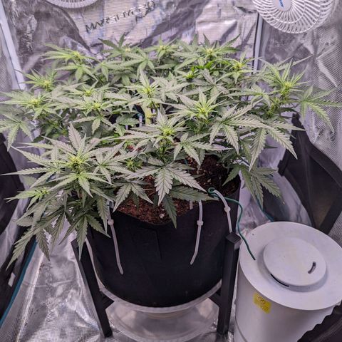 Fast Buds Zkittlez growlog timeline photo