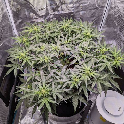 Fast Buds Zkittlez growlog timeline photo