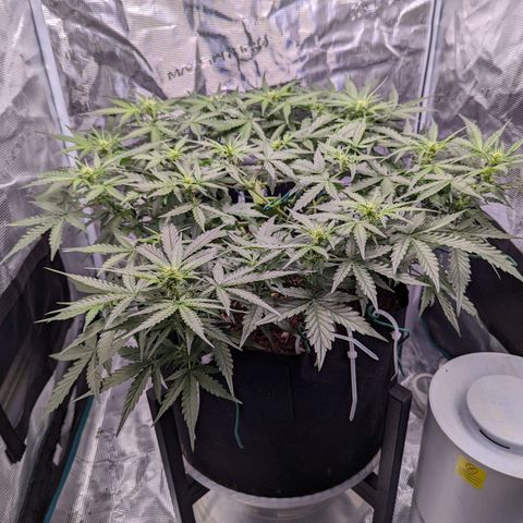 Fast Buds Zkittlez growlog timeline photo