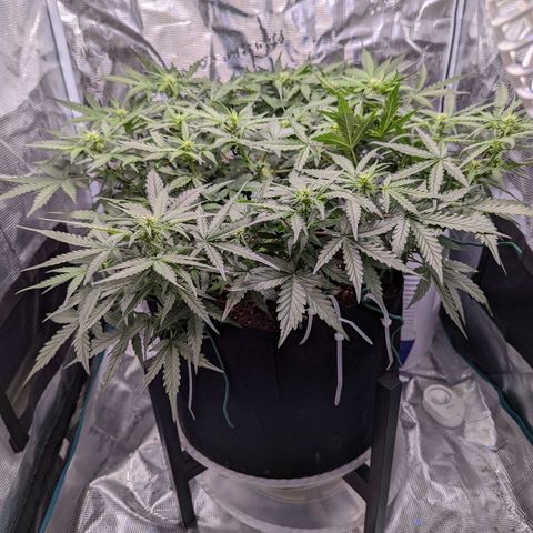 Fast Buds Zkittlez growlog timeline photo