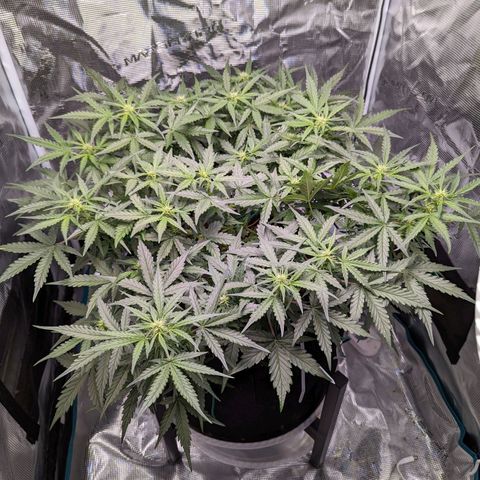 Fast Buds Zkittlez growlog timeline photo