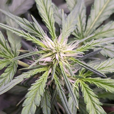 Fast Buds Zkittlez growlog timeline photo