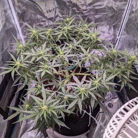 Fast Buds Zkittlez growlog timeline photo