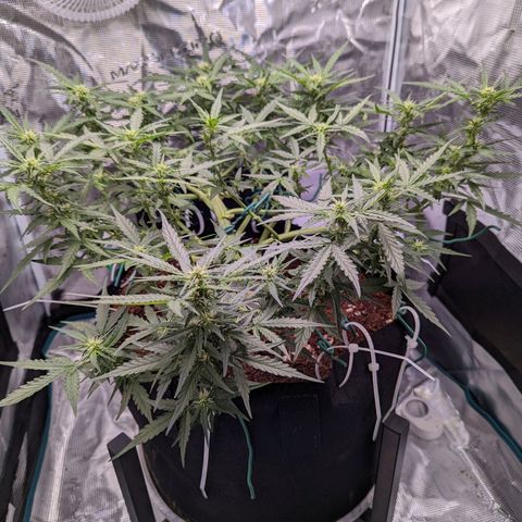 Fast Buds Zkittlez growlog timeline photo