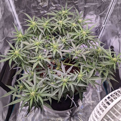 Fast Buds Zkittlez growlog timeline photo
