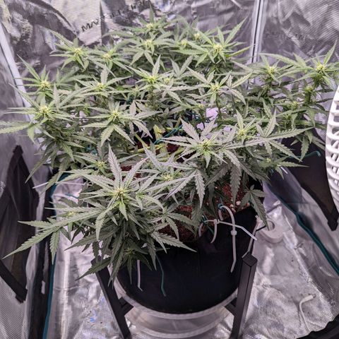 Fast Buds Zkittlez growlog timeline photo